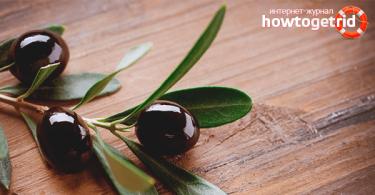 Чем полезны оливки и маслины Маслины на дереве дикие польза и вред
