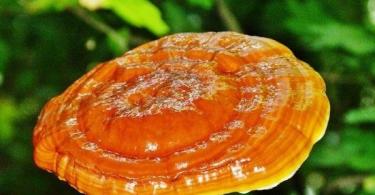 Полезные свойств гриба рейши, состав, применение в лечении и противопоказания
